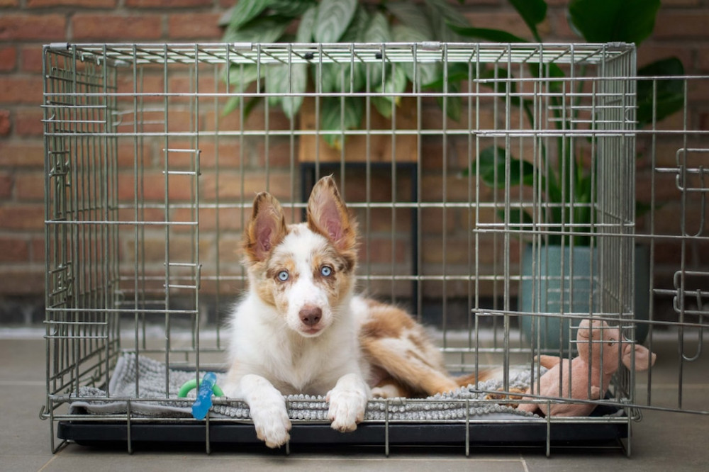 How to Crate Train a Puppy for Potty Training