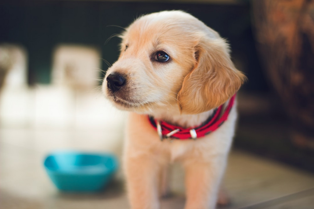 How to potty train a puppy tips