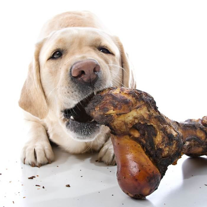Dog eating bone