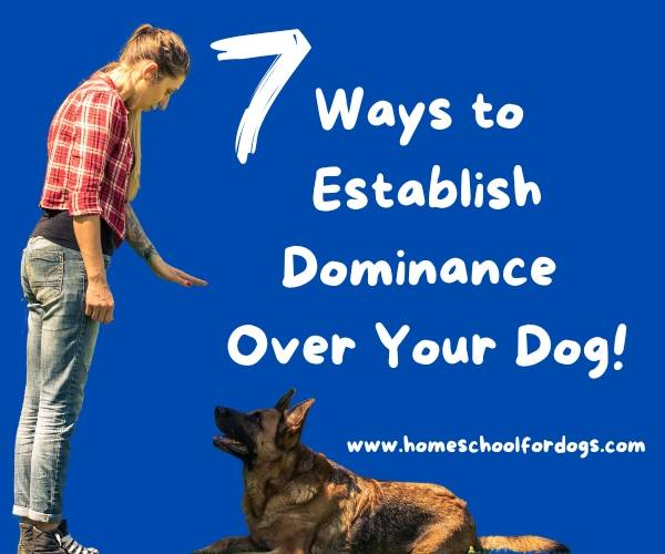 7 ways to establish dominance over your dog