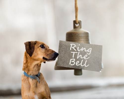 bell-training-dog.jpg