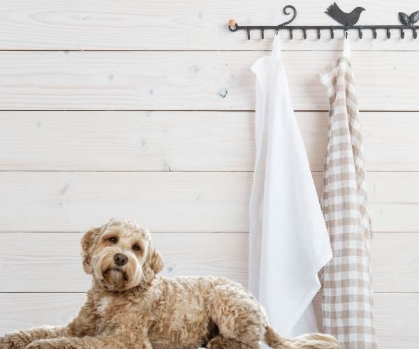 clean a dog's paws with a towel