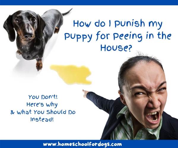 how do I punish my puppy for peeing in the house