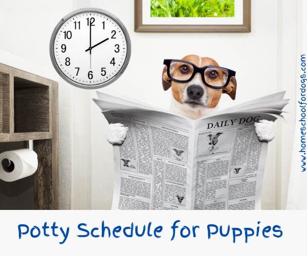 Good potty schedule for a puppy