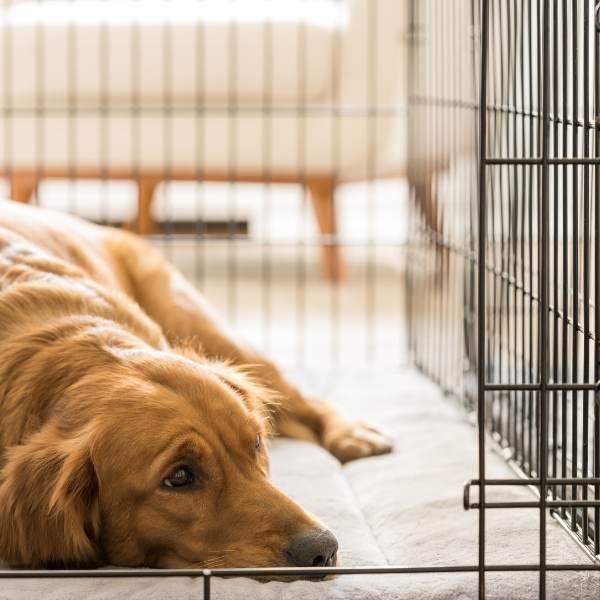 6 things to not put in a dogs crate- puppy laying down
