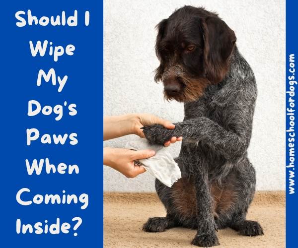 should I wipe my dog's paws when coming inside