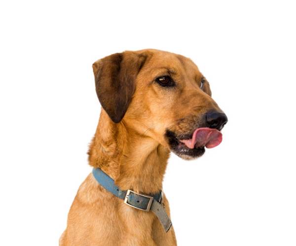dog licking lips for training treats
