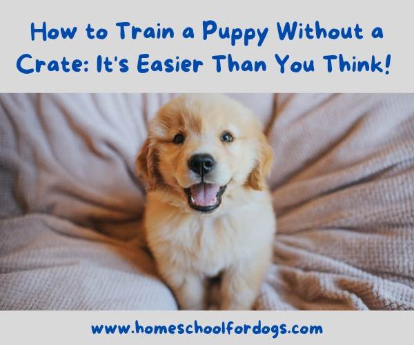How to train a puppy without a crate- Alternatives to crate training