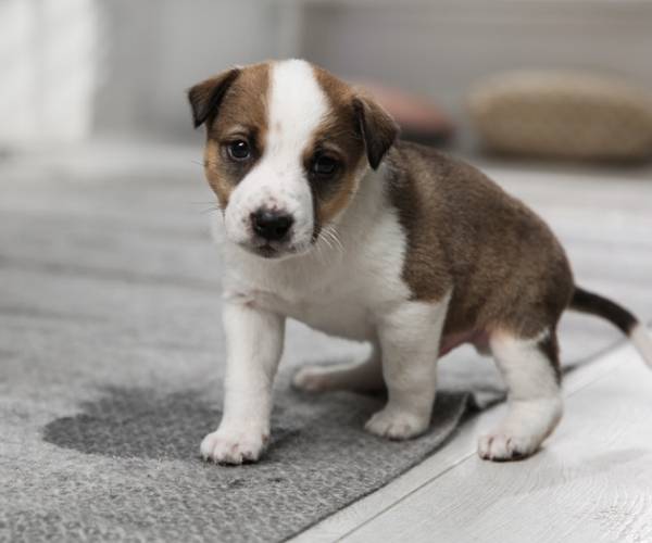 puppy potty training- puppy peeing on the carpet