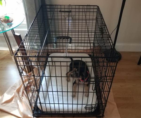 The purpose of crate training- dog in crate