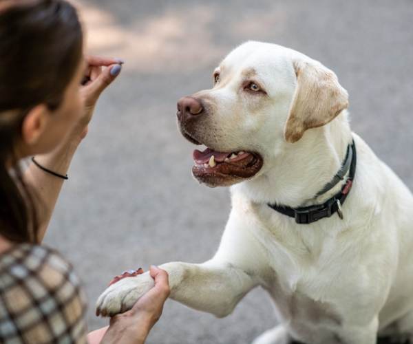 woman feeding dog a training treat