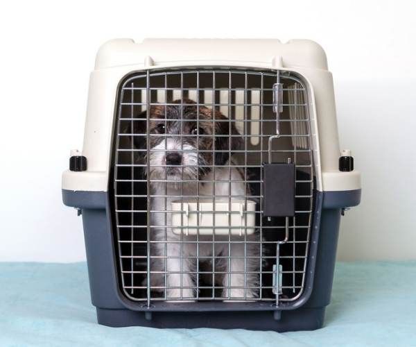 dog travelling in a crate