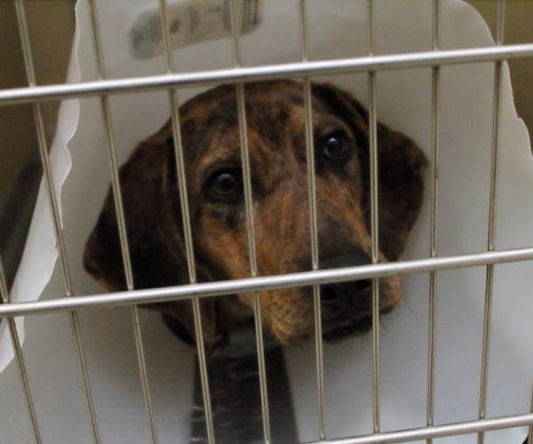 Dog in crate at the vet during an overnight stay