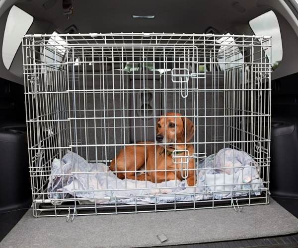 Dog in crate travelling in an SUV