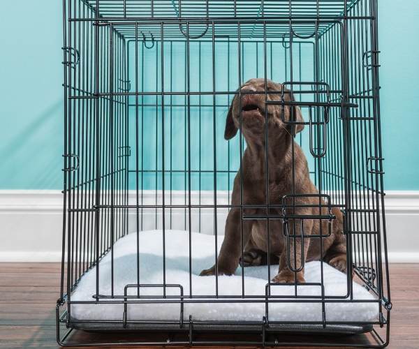dog whining in a crate