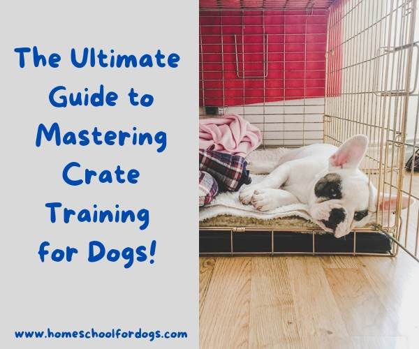 How to crate train a dog