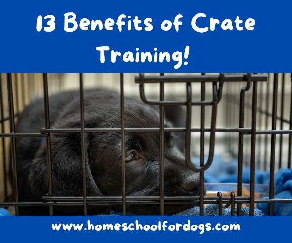 The Benefits of Crate Training