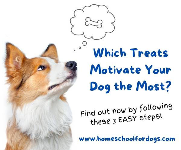 Which treats motivate your dog- dog thinking about treats