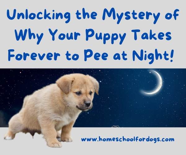 why is my puppy taking so long to pee at night