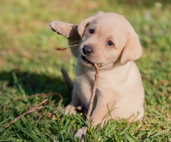 puppy distracted playing with a stick 