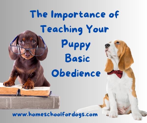 The Importance of Teaching Your Puppy Basic Obedience