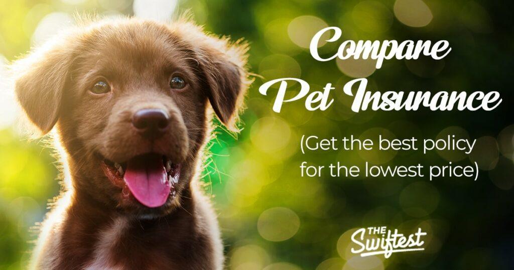 Compare pet insurance 