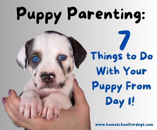 puppy parenting 7 things to do with your puppy from day 1