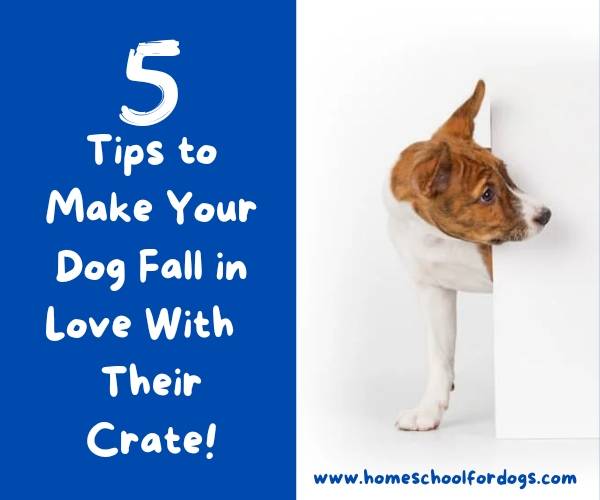 what to do if your dog hates their crate 5 tips